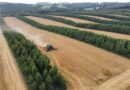 Fazenda no Paraná realiza primeira colheita de cevada em sistema de integração com floresta