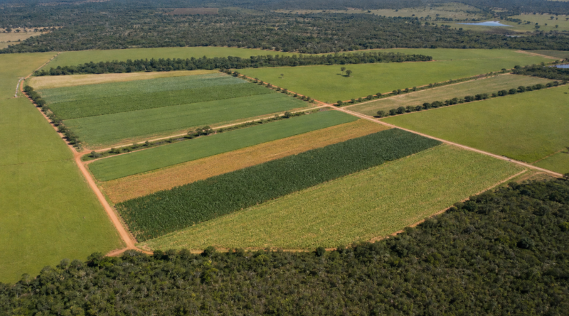 Missão do Suriname visita Embrapa Cerrados para conhecer tecnologias da agricultura tropical
