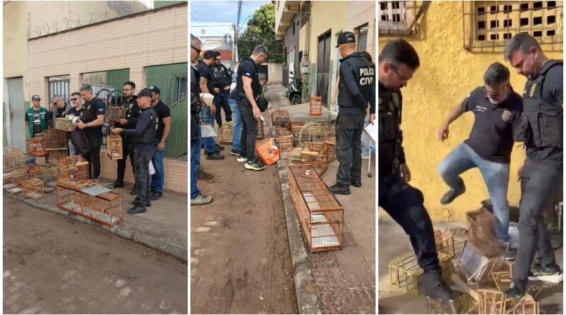Operação apreende pássaros