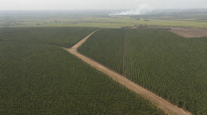 CNA debate espécies invasoras, borracha natural e incêndios florestais