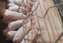 Parto de 46 leitões dura 12 horas, bate recorde e mobiliza fazenda em MG: “Foi uma euforia”, diz produtor