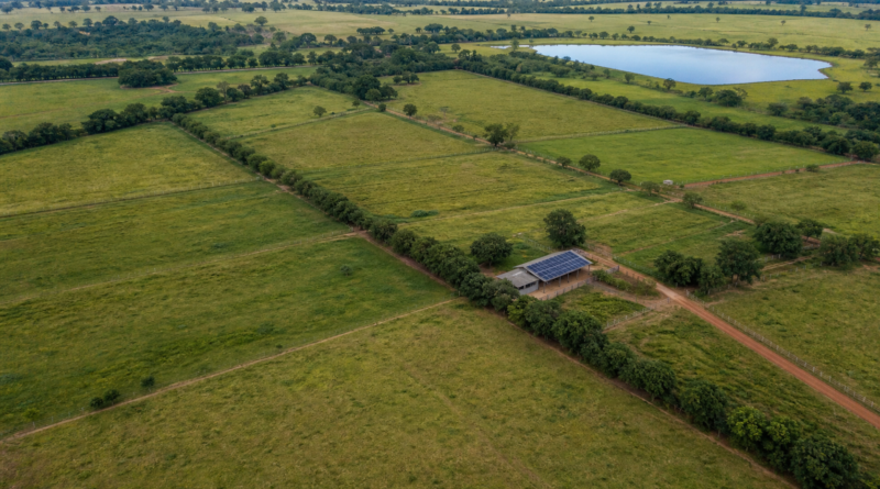 Pecuária de baixo carbono é apresentada como fator de competitividade da carne brasileira