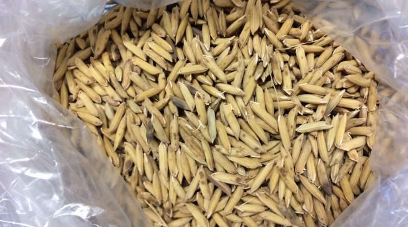 Pesquisa da Embrapa mostra que germinação deixa arroz mais nutritivo e reduz tempo de cozimento
