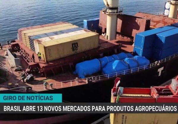 Preços da tilápia seguem em alta com oferta restrita e exportações crescem