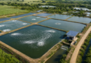 Produção sustentável de tilápias avança com aprovação de projeto em comissão da Câmara