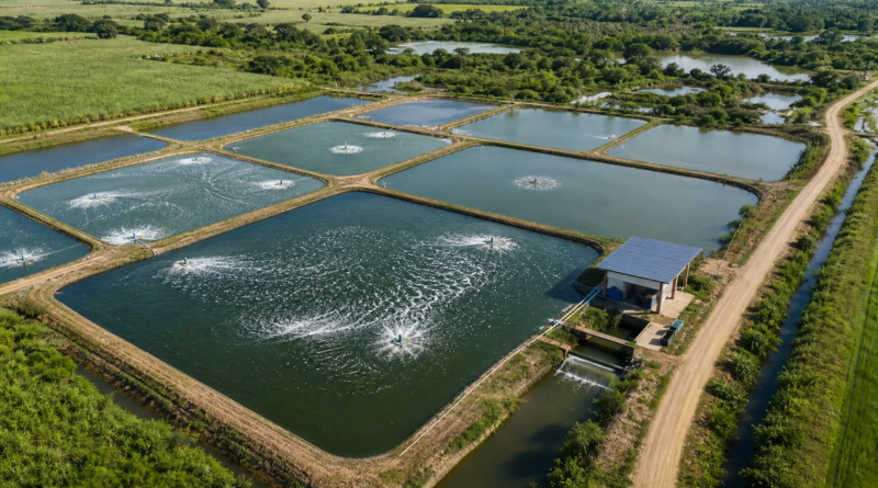 Produção sustentável de tilápias avança com aprovação de projeto em comissão da Câmara