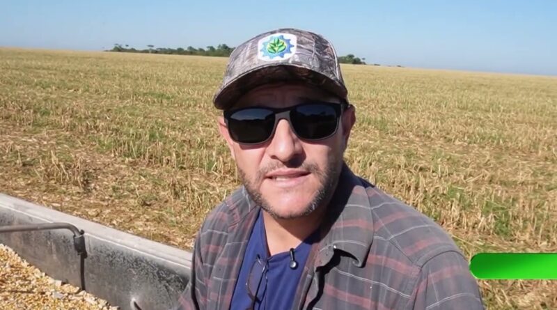 Produtores de milho em Mato Grosso enfrentam doença misteriosa