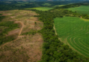 Programa Caminho Verde Brasil é apresentado em fórum internacional do agro