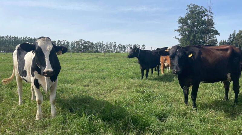 vacas leiteiras