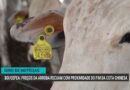 Queda nos preços da arroba do boi e recorde na produção de algodão