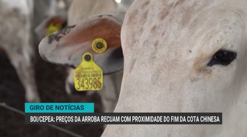 Queda nos preços da arroba do boi e recorde na produção de algodão