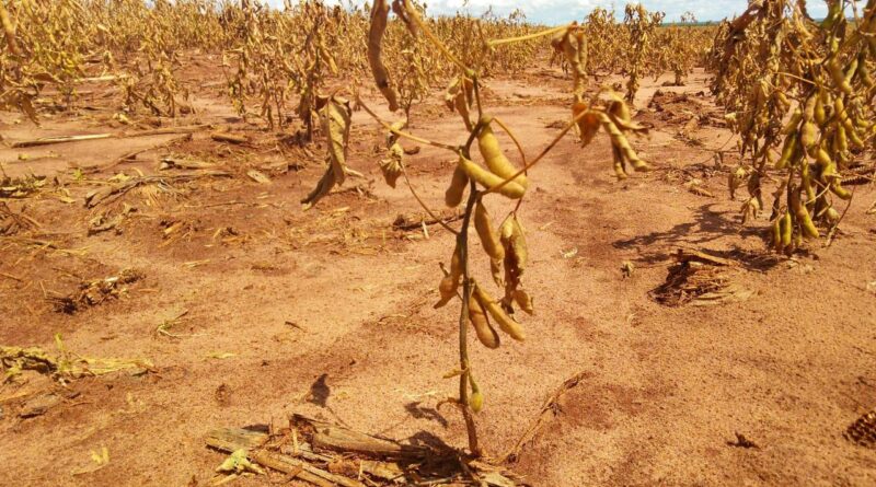 Lavoura de soja seca em Mato Grosso do Sul quebra, la niña, estiagem