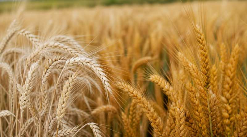 Rede divulga avaliação de cultivares de trigo contra brusone da espiga