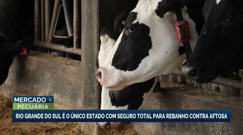 Rio Grande do Sul implementa seguro total para rebanho bovino contra febre aftosa
