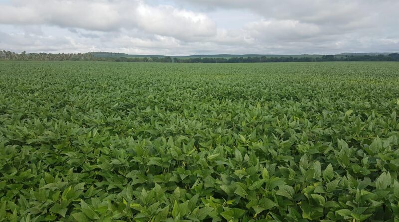 soja produção tocantins área