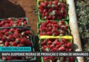 Suspensão da portaria sobre morangos traz alívio para produtores