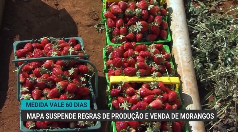 Suspensão da portaria sobre morangos traz alívio para produtores