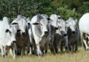 Touros Nelore no campo, com destaque para conformação muscular, rusticidade e adaptação ao ambiente de pastagem.