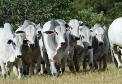Touros Nelore no campo, com destaque para conformação muscular, rusticidade e adaptação ao ambiente de pastagem.