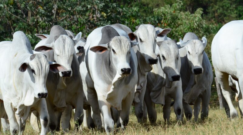 Touros Nelore no campo, com destaque para conformação muscular, rusticidade e adaptação ao ambiente de pastagem.