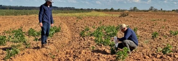 Vazio sanitário da soja no oeste da Bahia começa nesta sexta-feira (26)