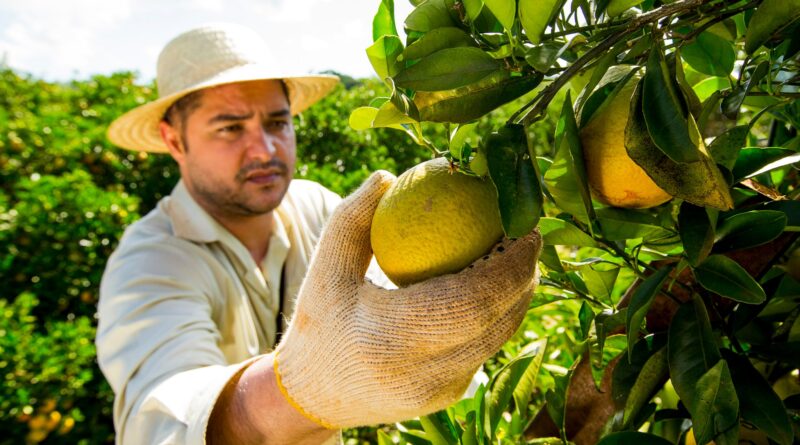 colheita de laranja