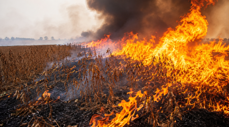 Você sabe como proteger sua propriedade rural de incêndios?                       Aprosoja MT detalha medidas de prevenção e segurança