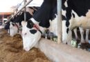 vacas, CowMed
