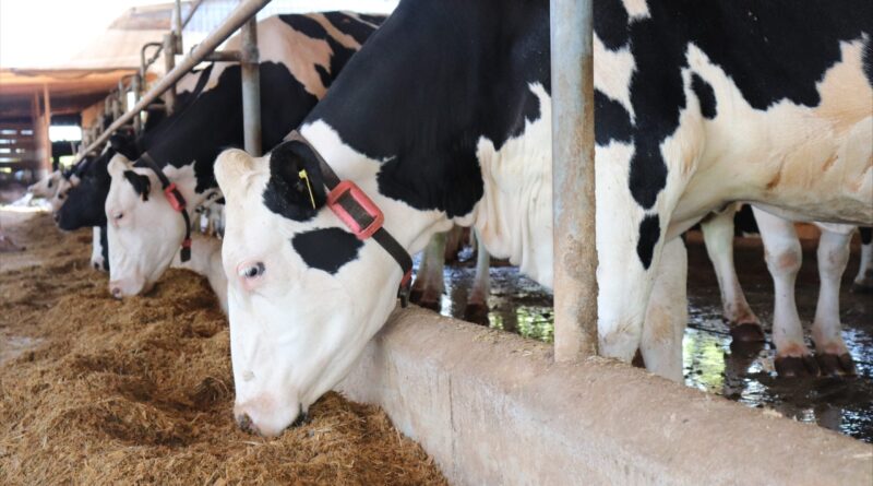 vacas, CowMed