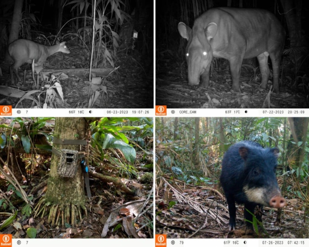 No alto, veado-mateiro (Mazama rufa) e anta (Tapirus terrestris) flagrados por câmeras trap instaladas nas áreas do estudo, que flagraram ainda a queixada (Tayasu pecari), à direita