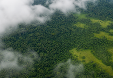 Alertas de desmatamento na Amazônia caem 35% em junho de 2026