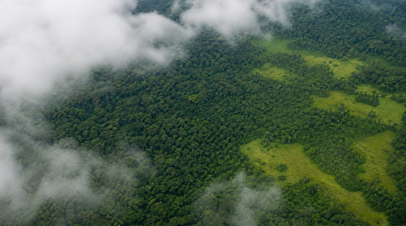 Alertas de desmatamento na Amazônia caem 35% em junho de 2026