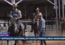 43ª exposição nacional do cavalo manga larga marchador em BH