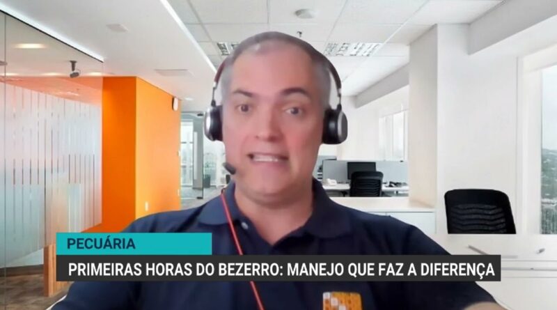 A importância da colostragem correta na redução da mortalidade de bezerros