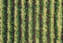 Agricultura regenerativa