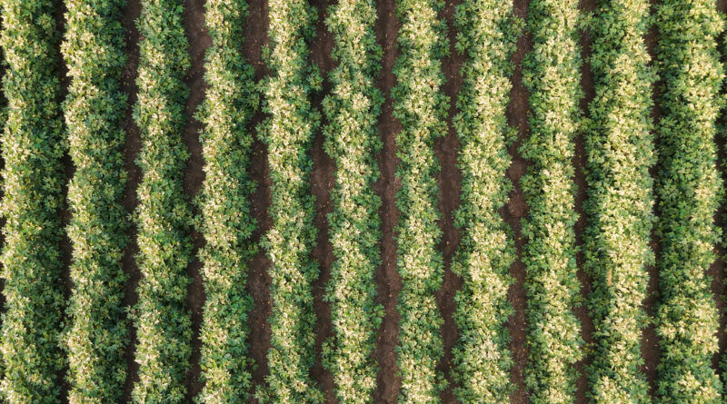 Agricultura regenerativa