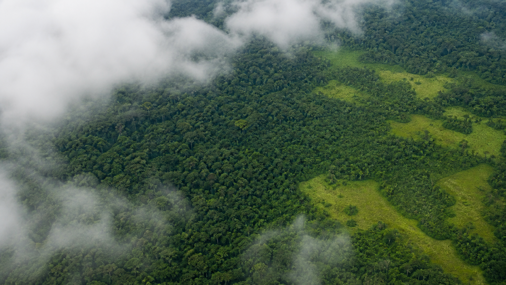 Alertas de desmatamento na Amazônia caem 35% em junho de 2026
