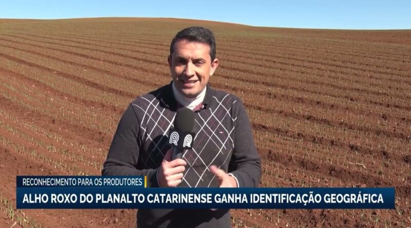 Alho roxo do Planalto Catarinense recebe selo de identificação geográfica