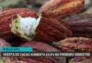 Alta de 63,4% no recebimento de cacau no primeiro semestre de 2026
