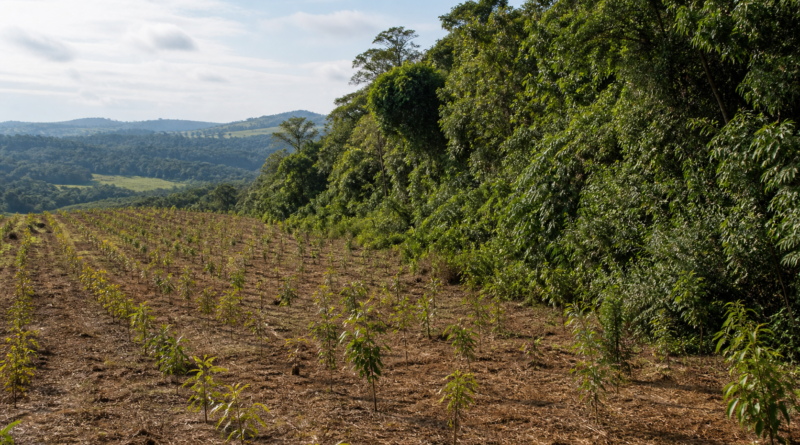 BNDES lança nova etapa do ProFloresta+ e busca mobilizar até R$ 6 bilhões