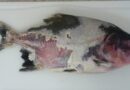 Peixe; doença