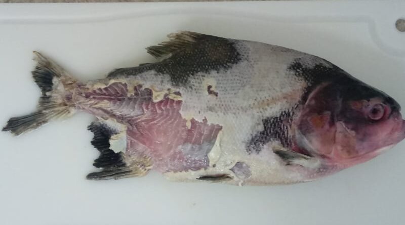 Peixe; doença