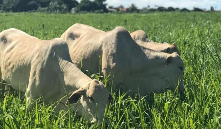 preço-do-boi-gordo