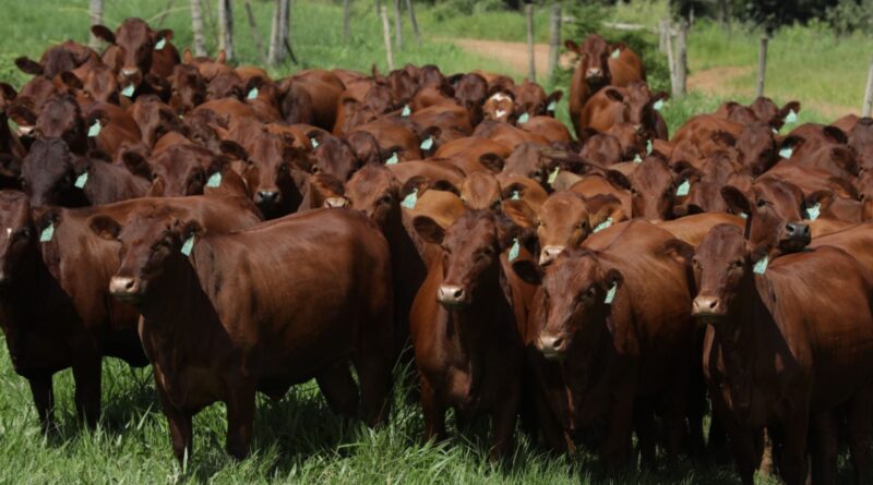 Bonsmara: raça ganha força no cruzamento industrial para produção de carne premium