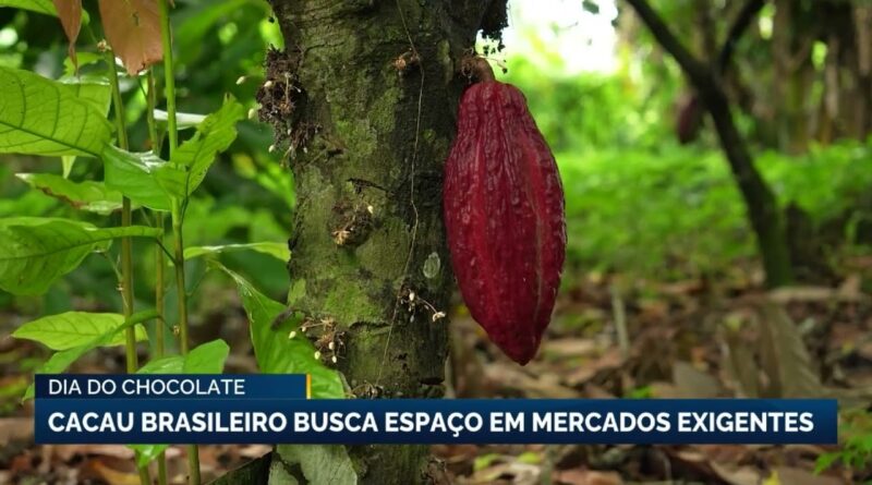 Cacau brasileiro se prepara para novos desafios e oportunidades em 2026