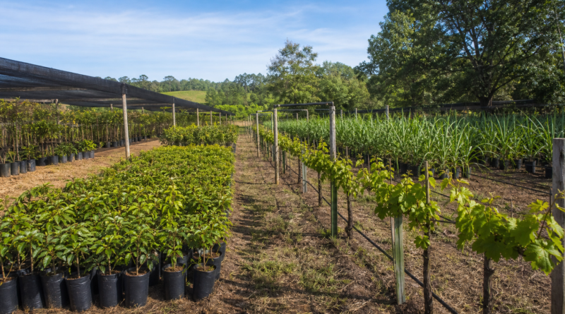 Câmara aprova projeto que amplia proteção de cultivares para até 25 anos