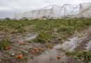 Chuva destrói experimento com tomates do IAC em Ribeirão Preto