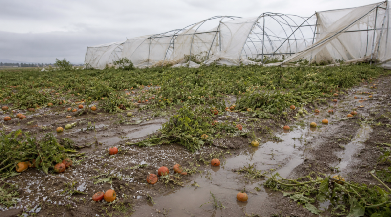 Chuva destrói experimento com tomates do IAC em Ribeirão Preto