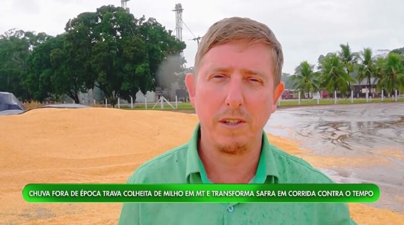 Chuva fora de época compromete colheita do milho em Mato Grosso