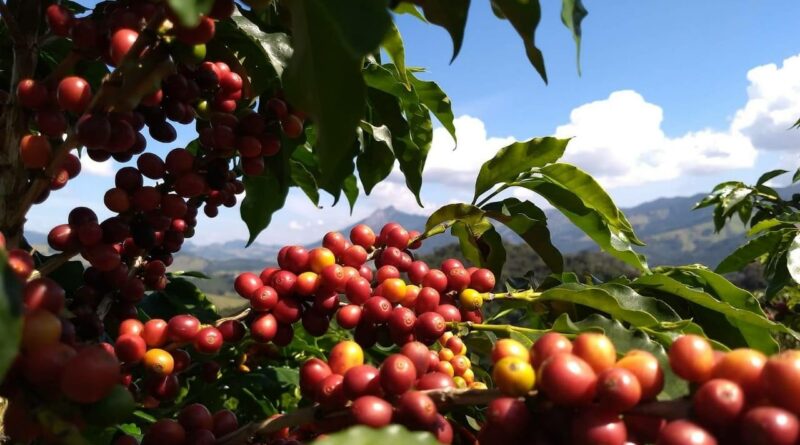 lavoura de café